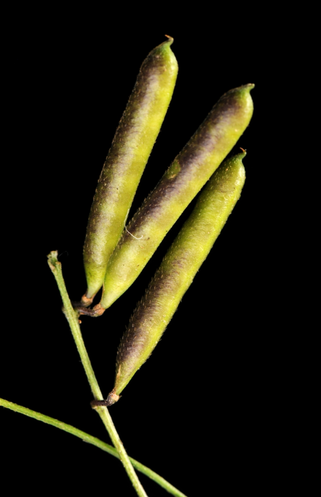 Glycine microphylla (hero image)