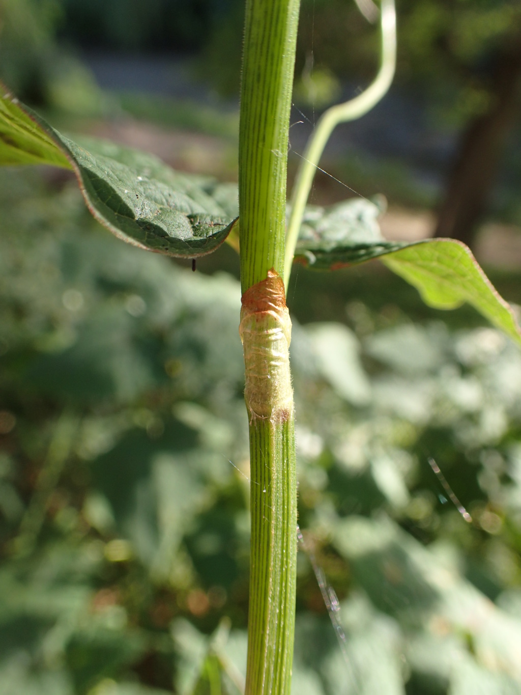 Fagopyrum esculentum (hero image)