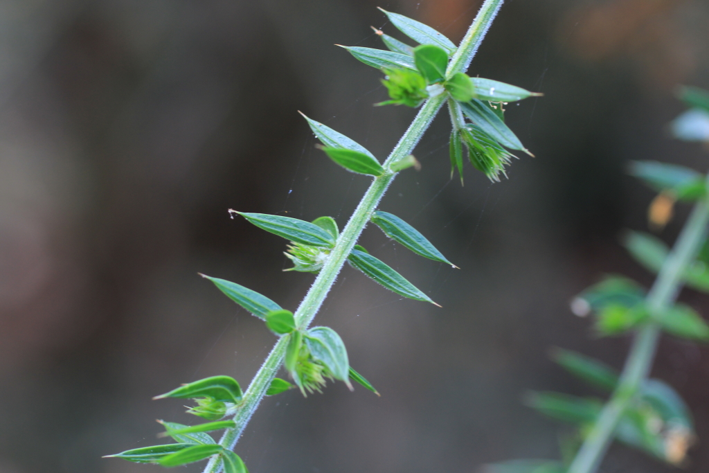 Acacia verticillata subsp. ovoidea (hero image)