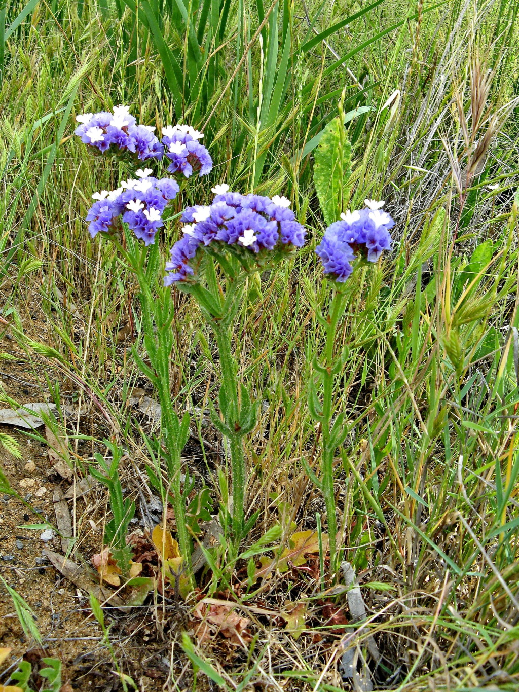 Limonium sinuatum (hero image)