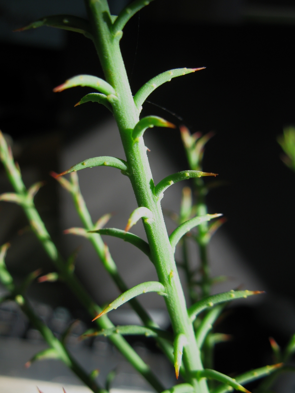 Sphaerolobium acanthos (hero image)