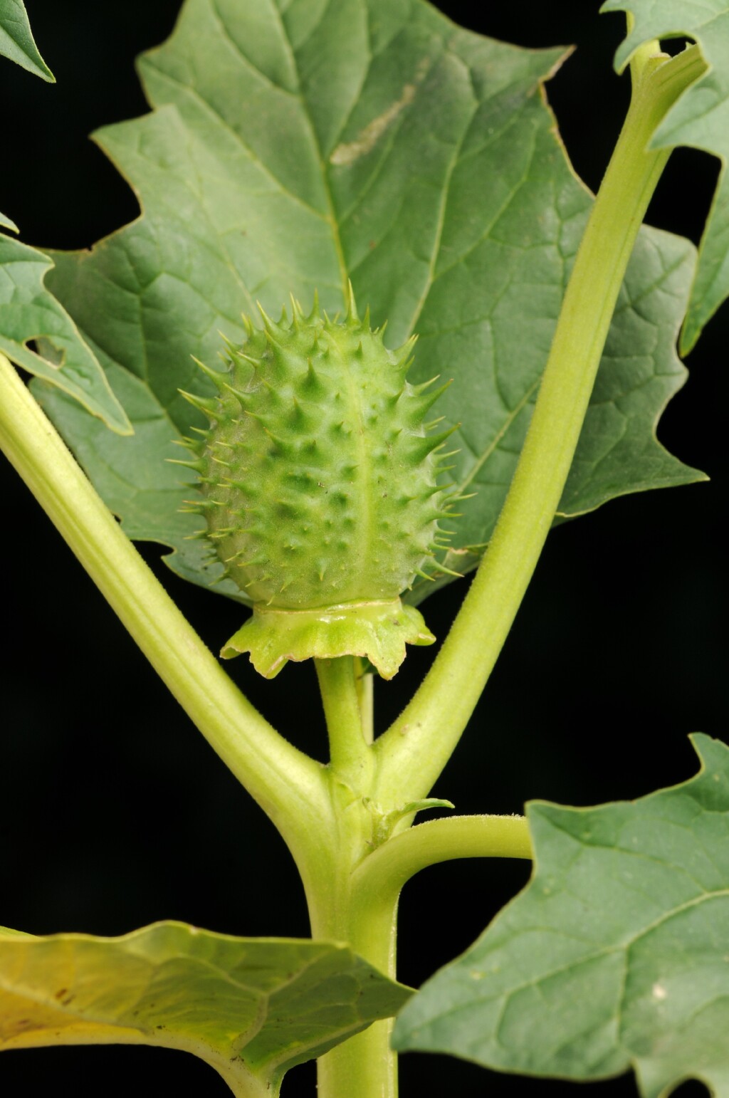 Datura stramonium (hero image)