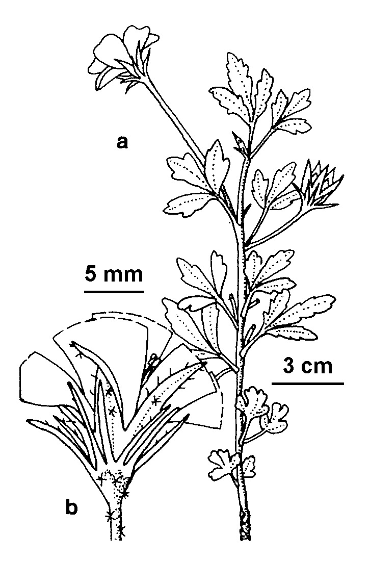 Hibiscus brachysiphonius (hero image)