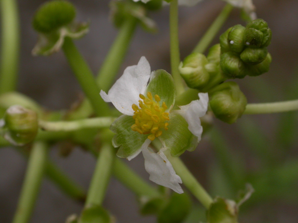 Sagittaria platyphylla (hero image)