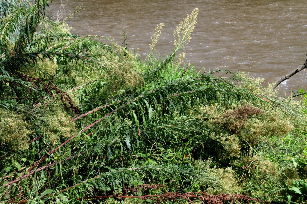 Erigeron bilbaoanus (hero image)