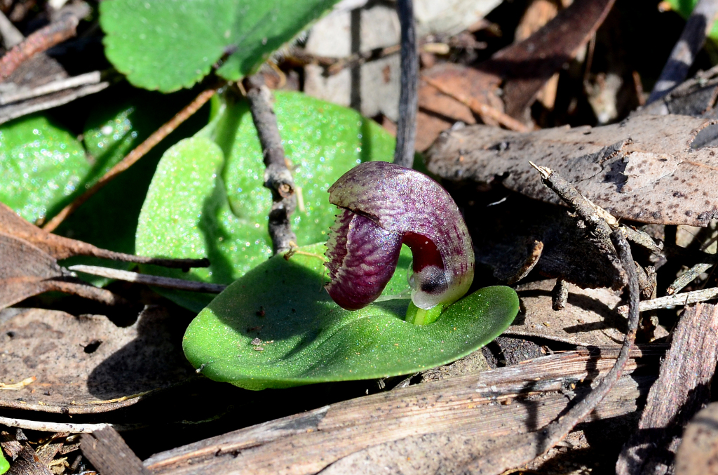 Corybas (hero image)