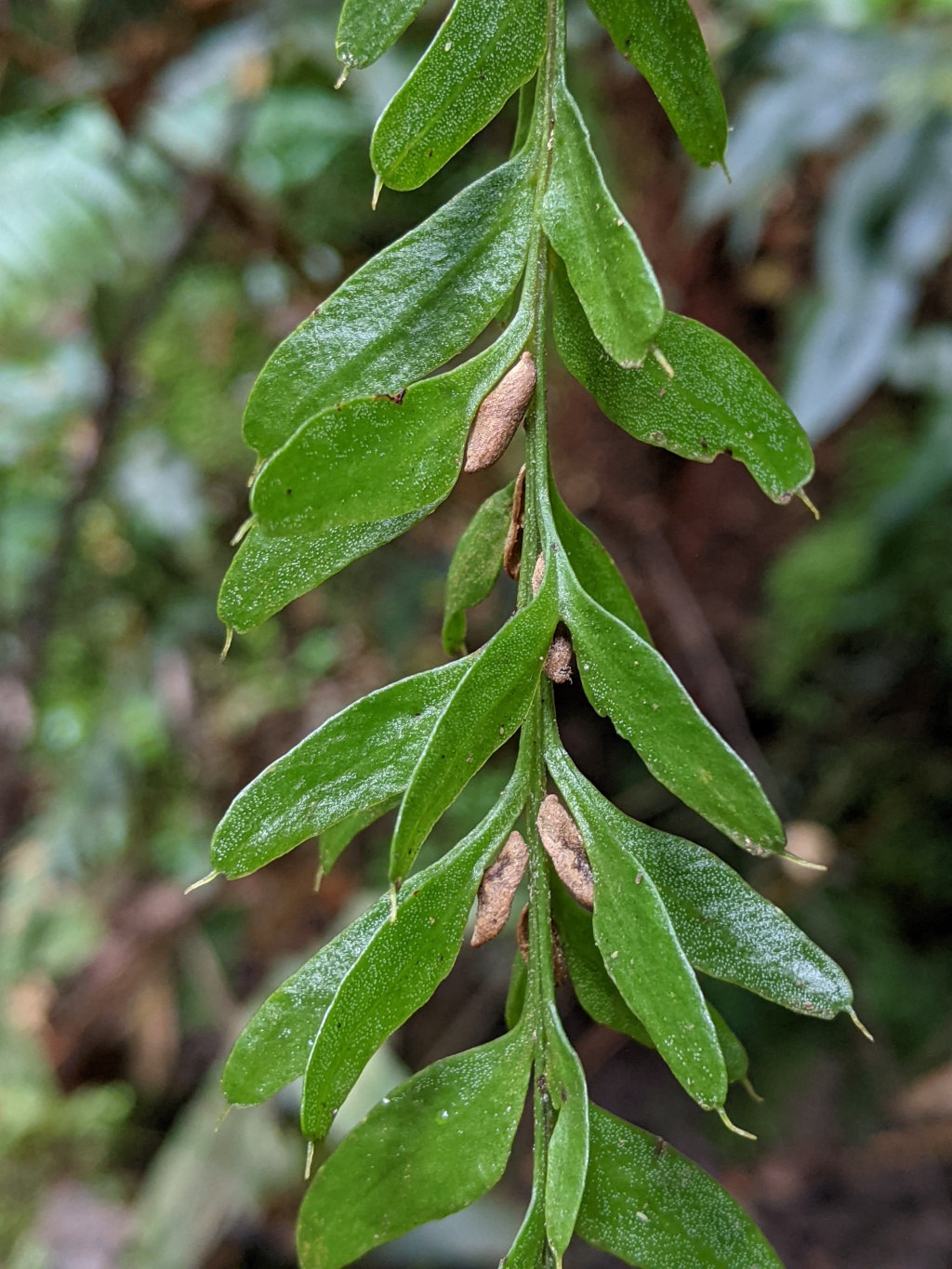 Tmesipteris (hero image)