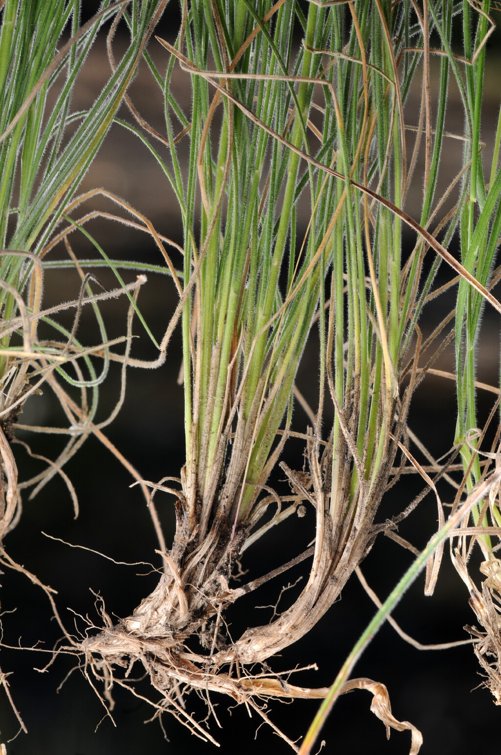Poa morrisii (hero image)