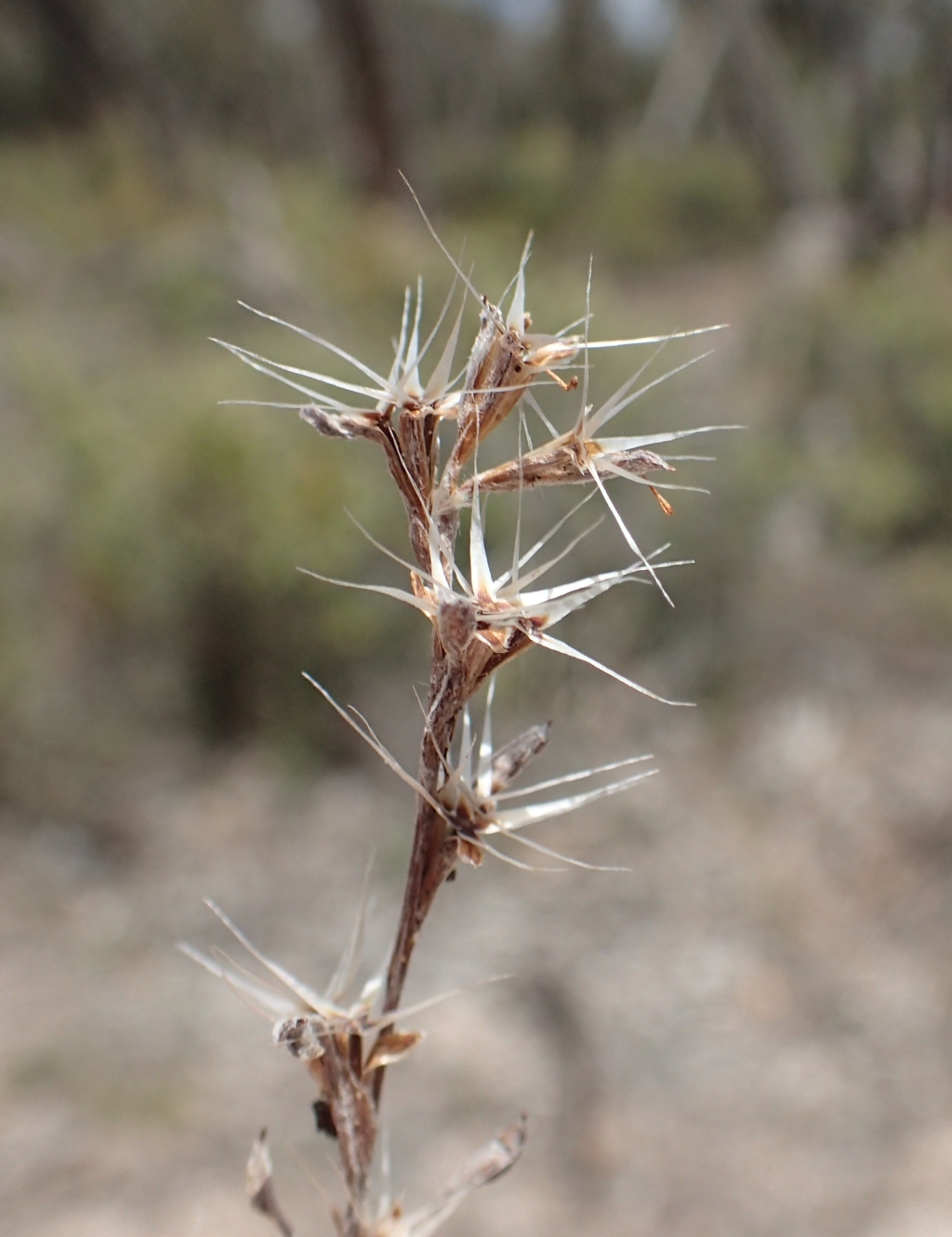 Quinetia (hero image)