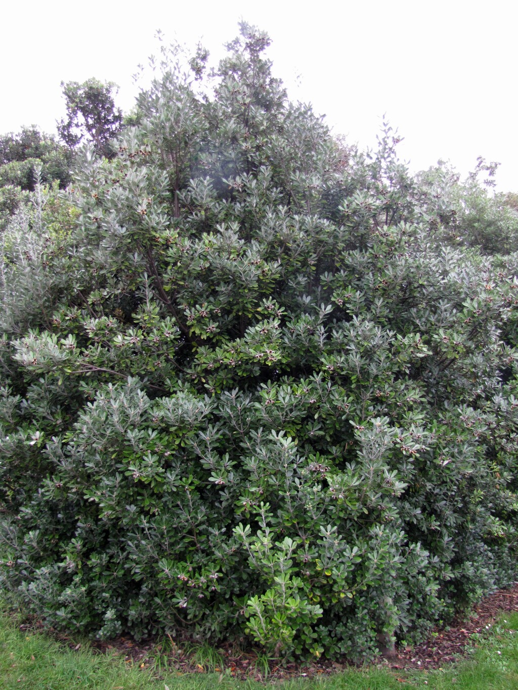 Pittosporum crassifolium (hero image)