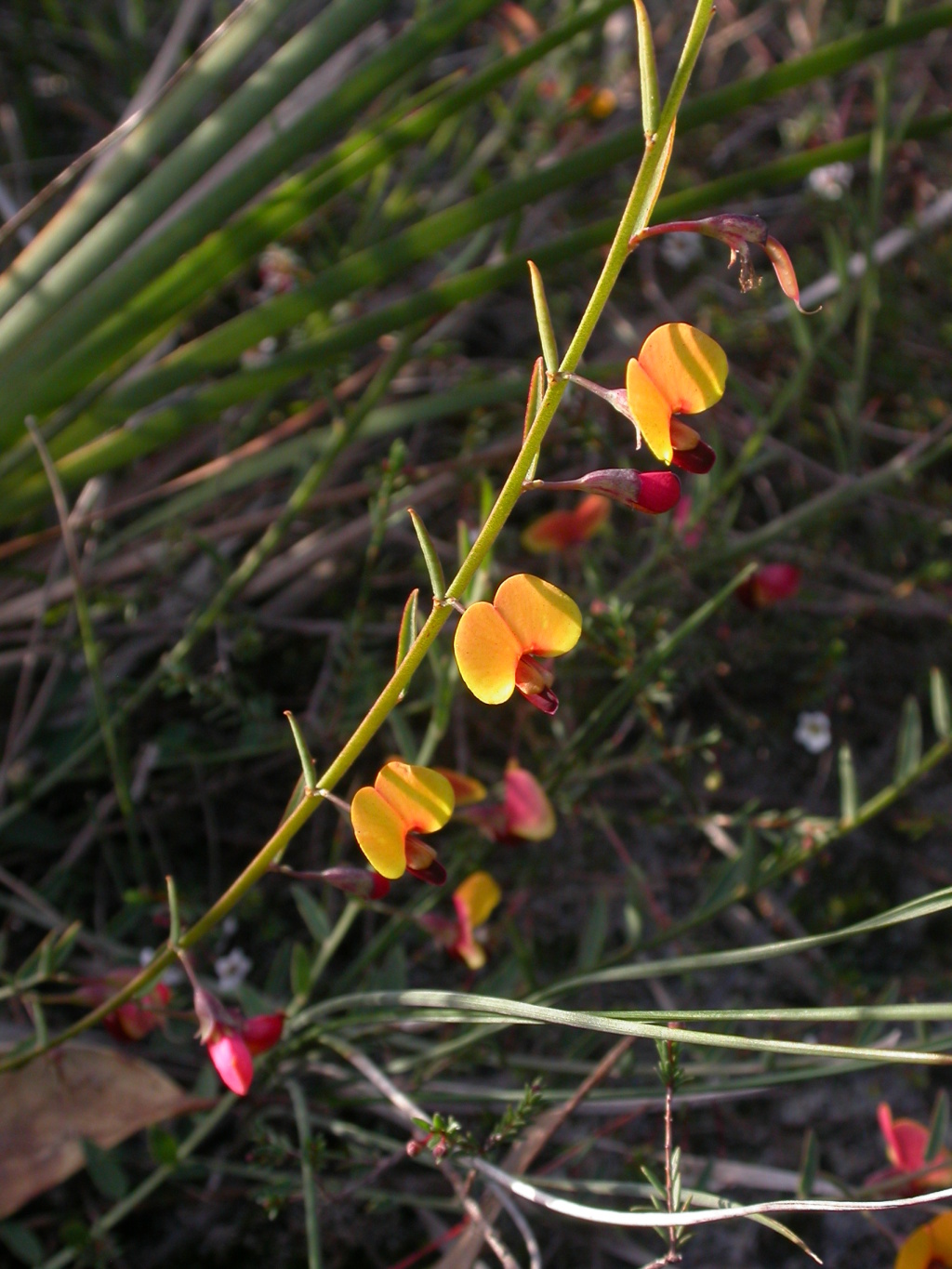 Bossiaea heterophylla (hero image)