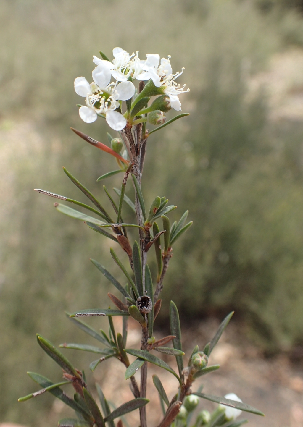 Kunzea phylicoides (hero image)