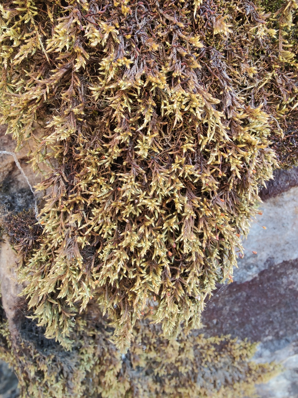 Rhacocarpus (hero image)