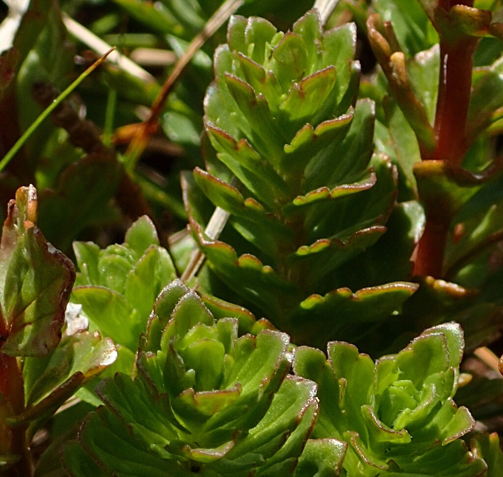 Euphrasia crassiuscula subsp. eglandulosa (hero image)