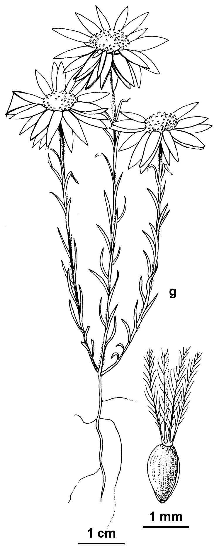 Hyalosperma praecox (hero image)