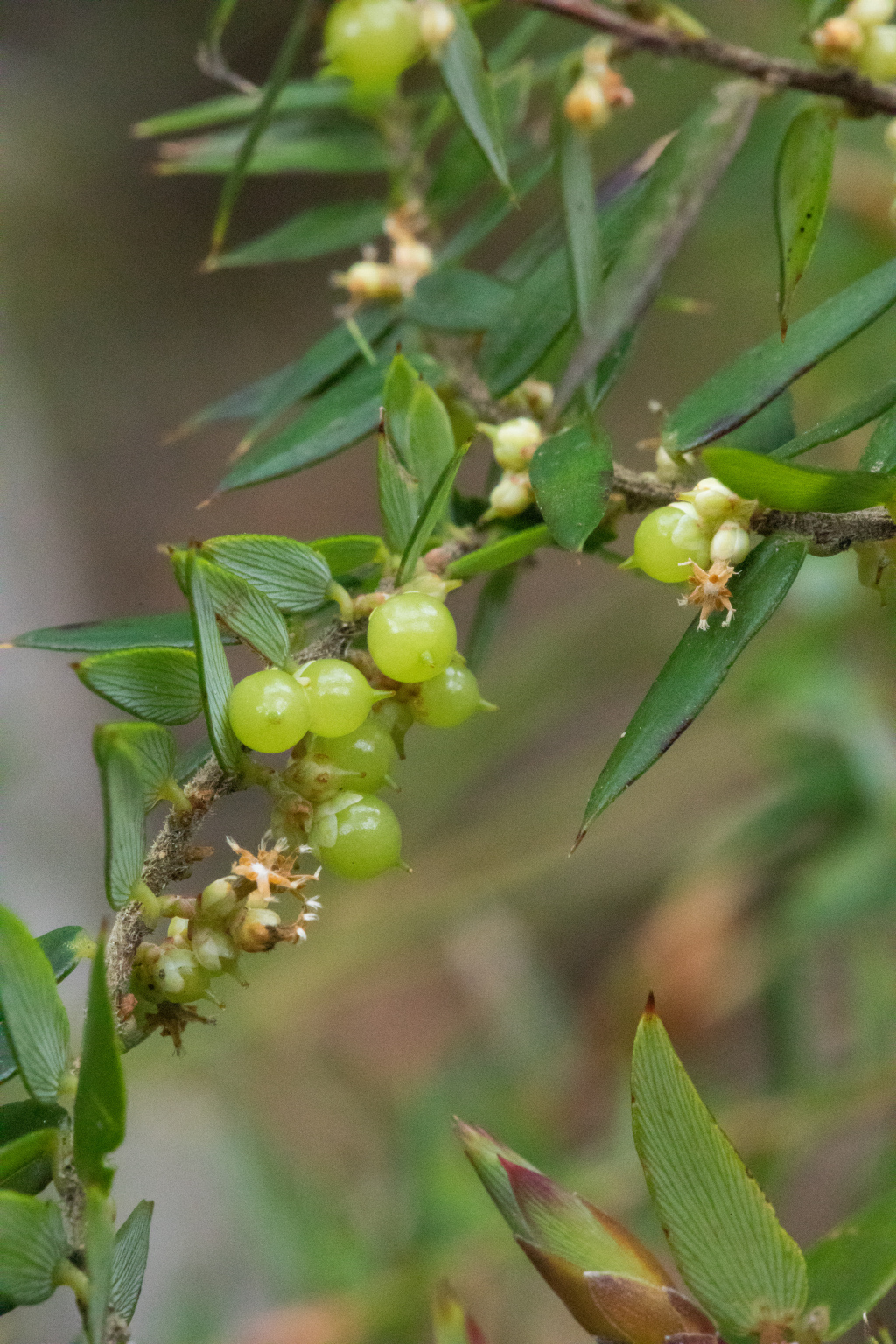 Acrotriche leucocarpa (hero image)