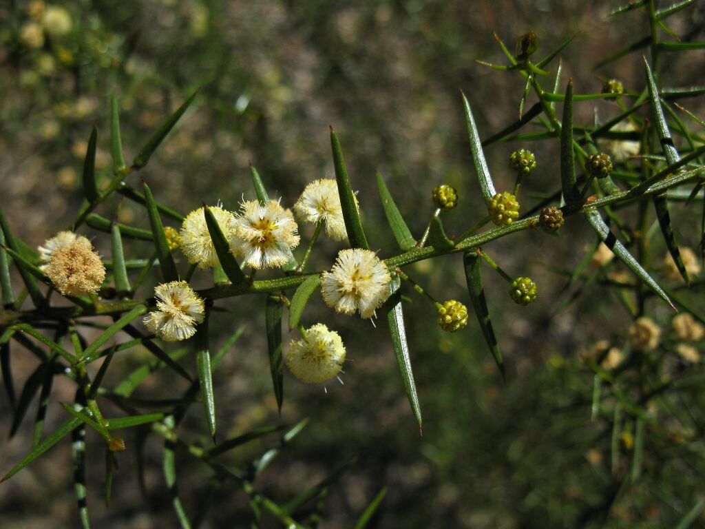 Acacia rupicola (hero image)