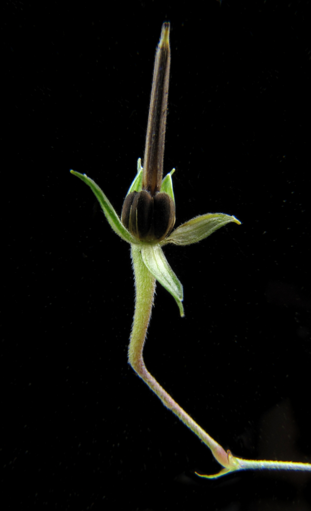 Geranium potentilloides (hero image)