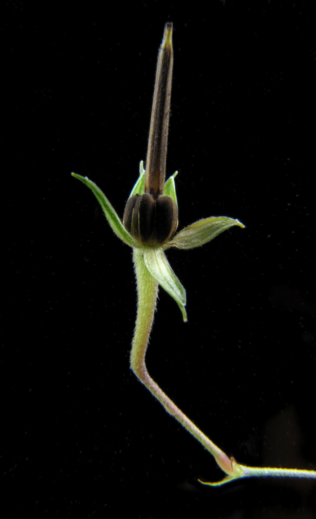 Geranium (hero image)