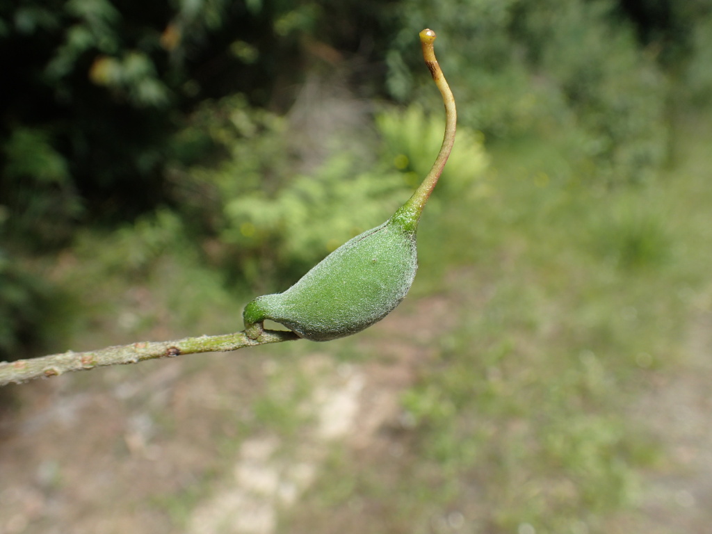 Grevillea barklyana (hero image)