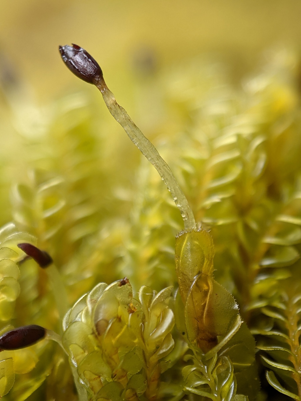 Plagiochilaceae (hero image)