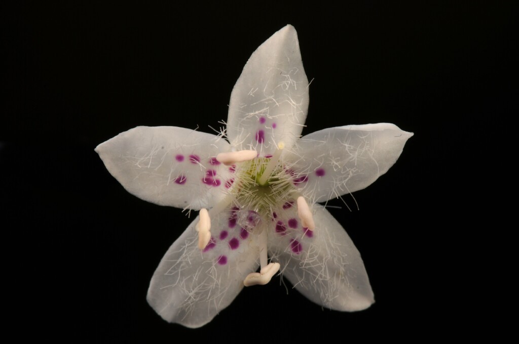 Myoporum petiolatum (hero image)