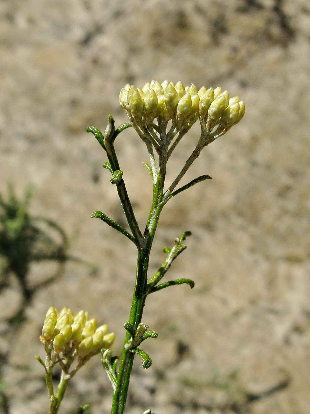 Ozothamnus decurrens (hero image)