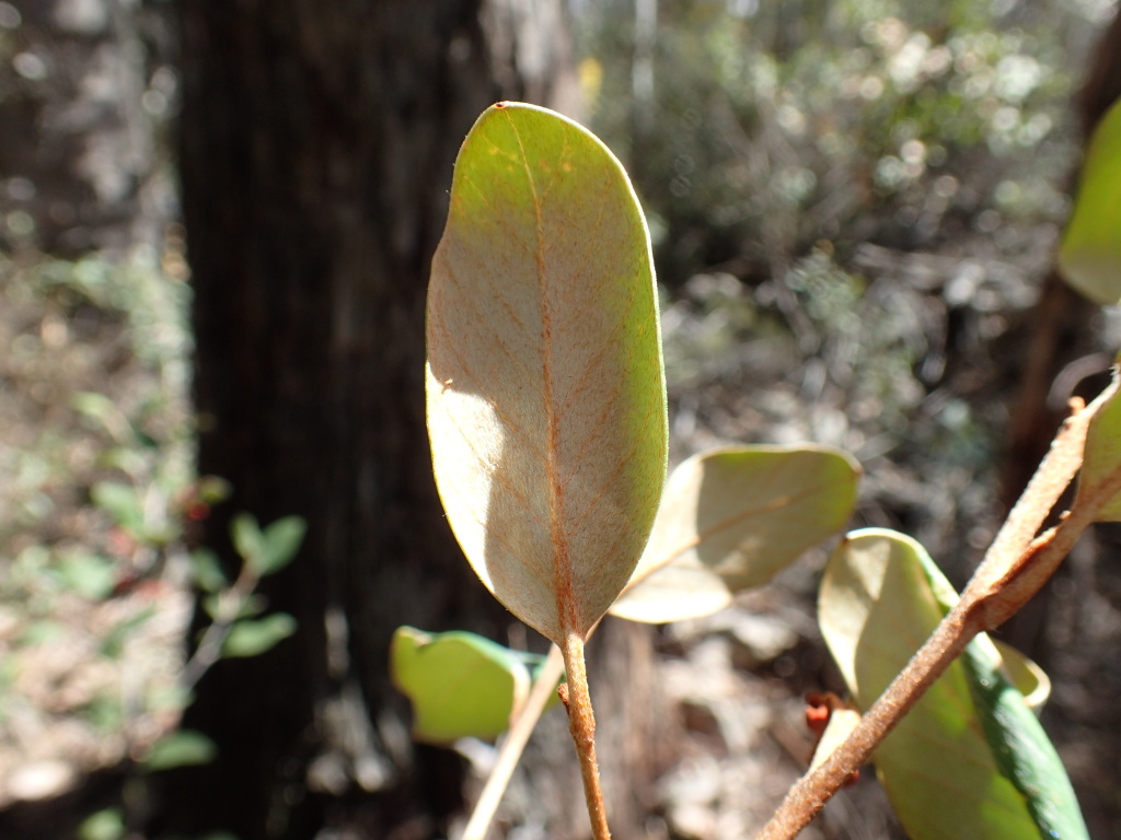 Grevillea burrowa (hero image)
