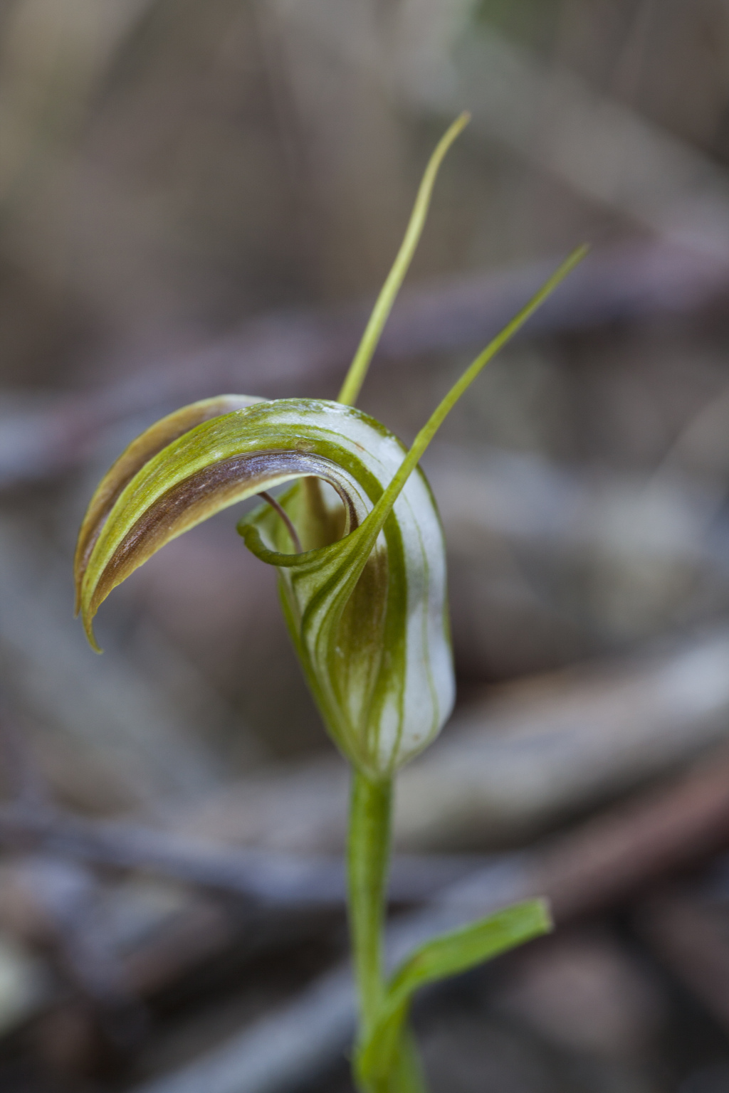 Pterostylis grandiflora (hero image)