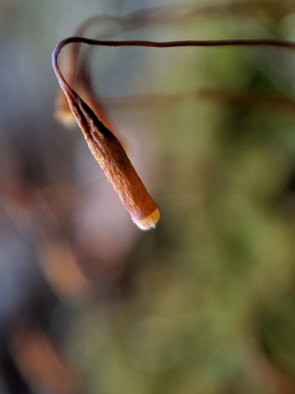 Rosulabryum subtomentosum (hero image)