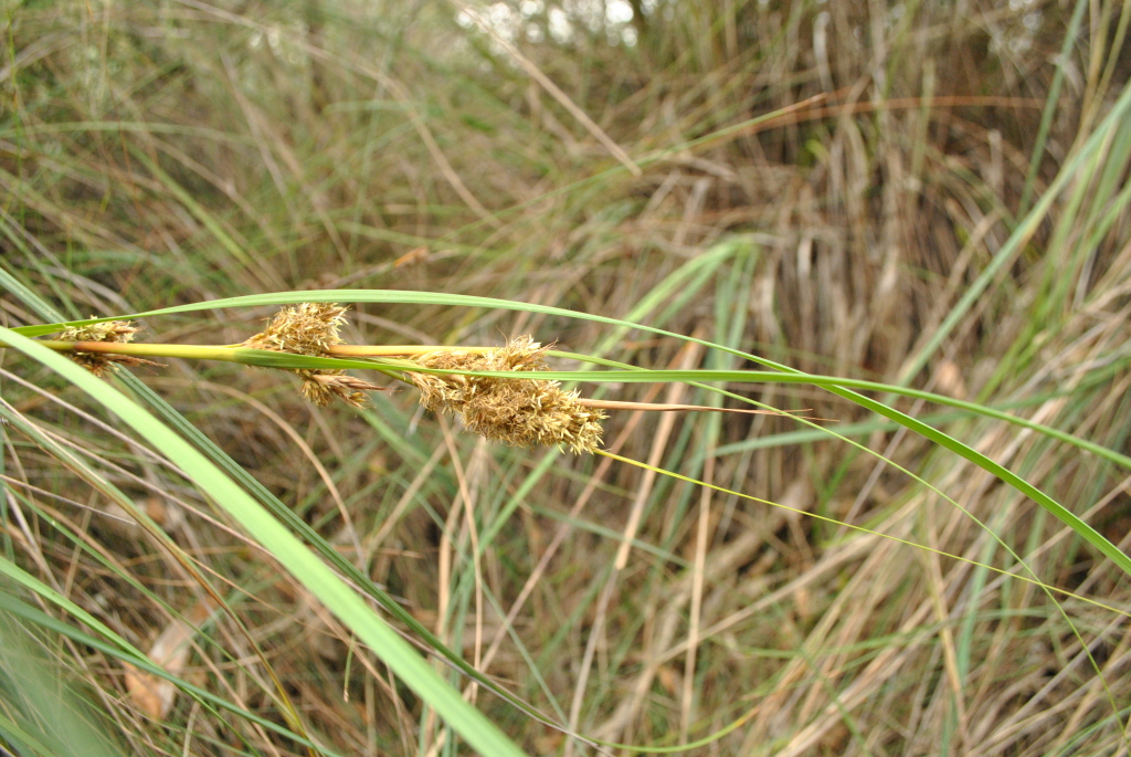 Gahnia trifida (hero image)