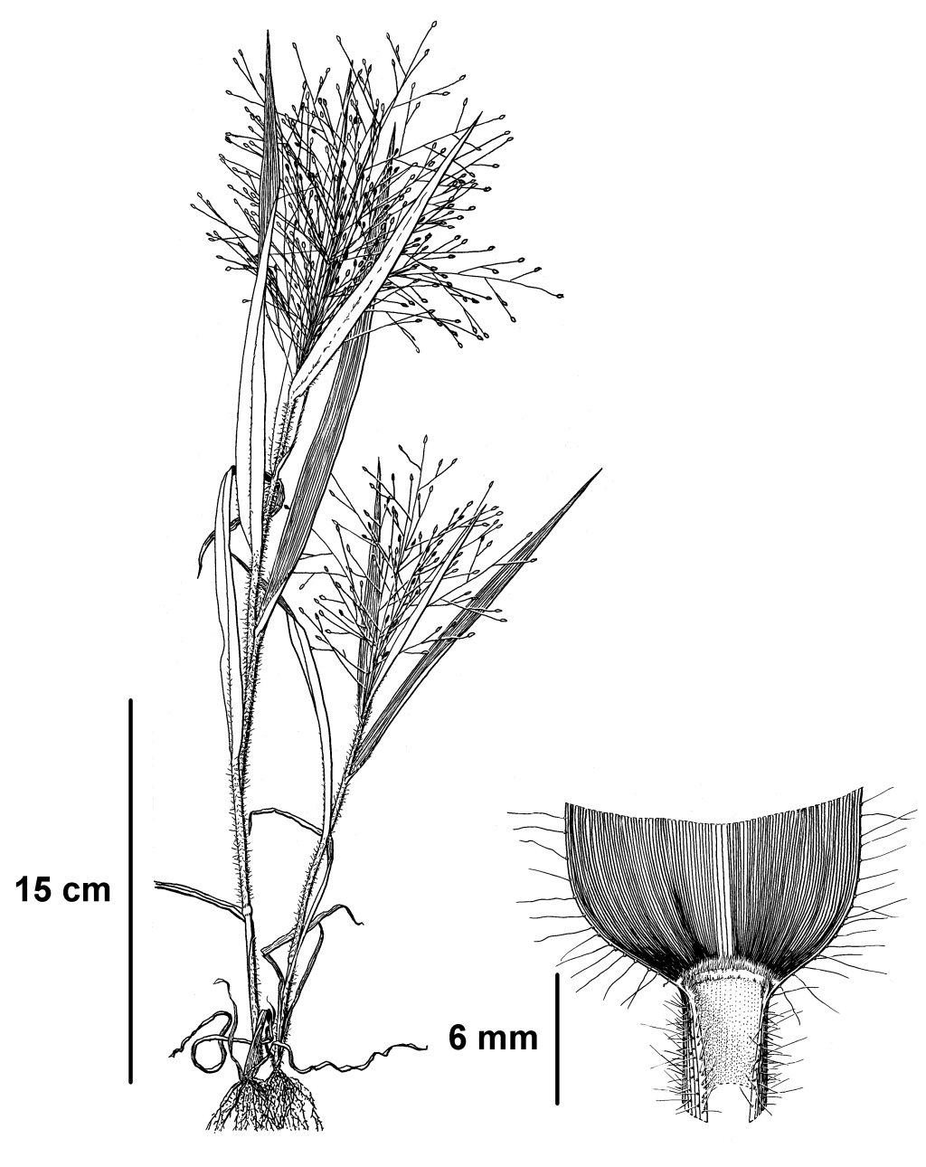 Panicum capillare (hero image)