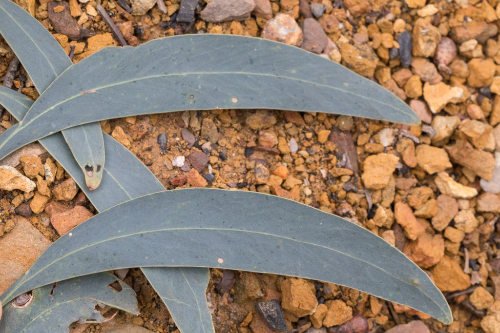 Acacia falciformis (hero image)