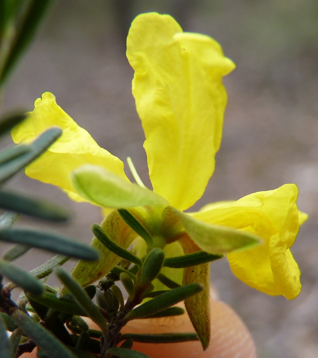 Hibbertia riparia (hero image)