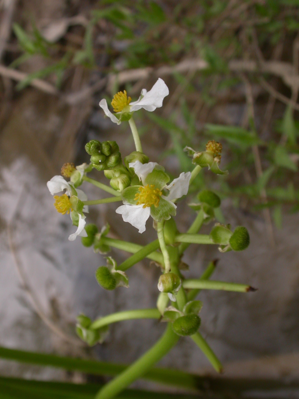 Sagittaria (hero image)