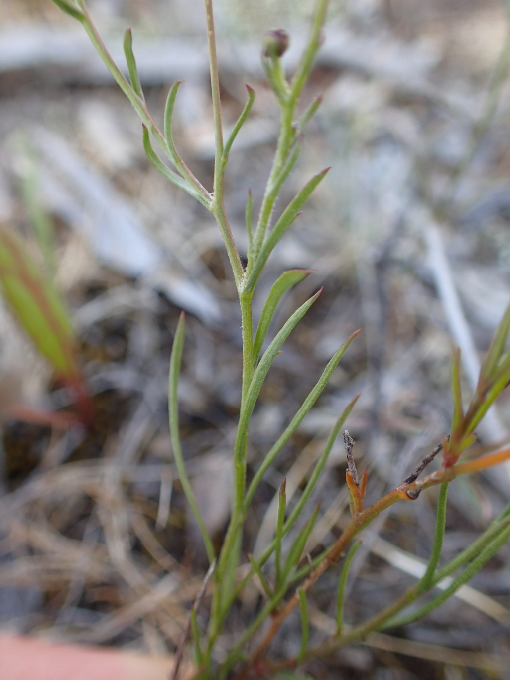 Brachyscome ciliaris var. subintegrifolia (hero image)