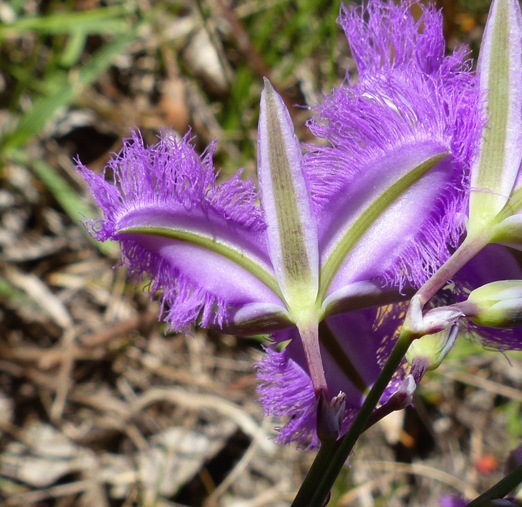 Thysanotus tuberosus (hero image)