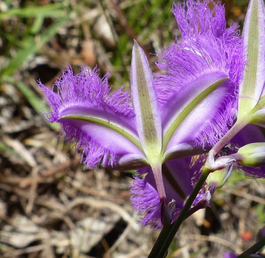 Thysanotus (hero image)