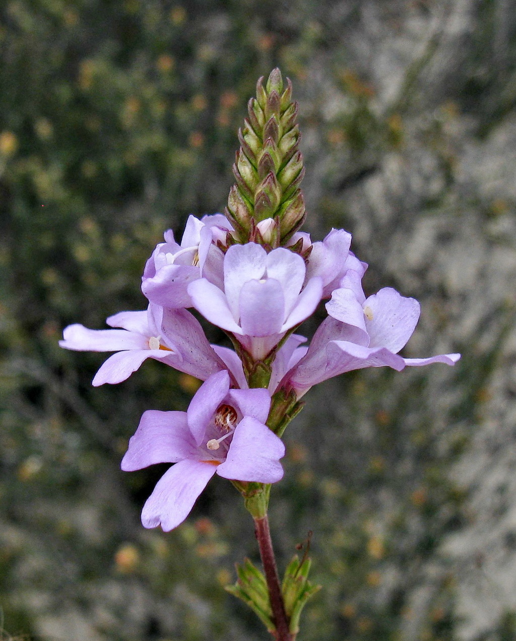 Euphrasia collina subsp. tetragona (hero image)