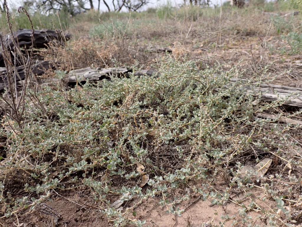 Atriplex pumilio (hero image)