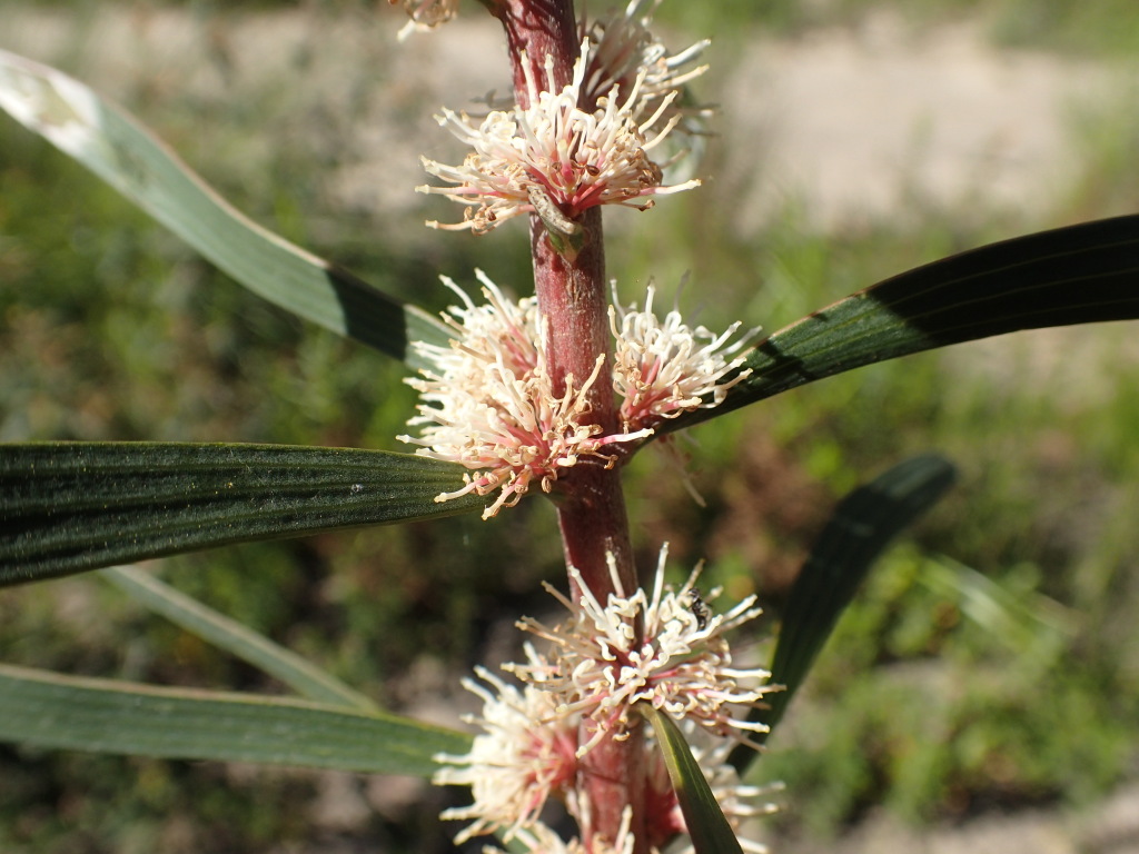 Hakea repullulans (hero image)