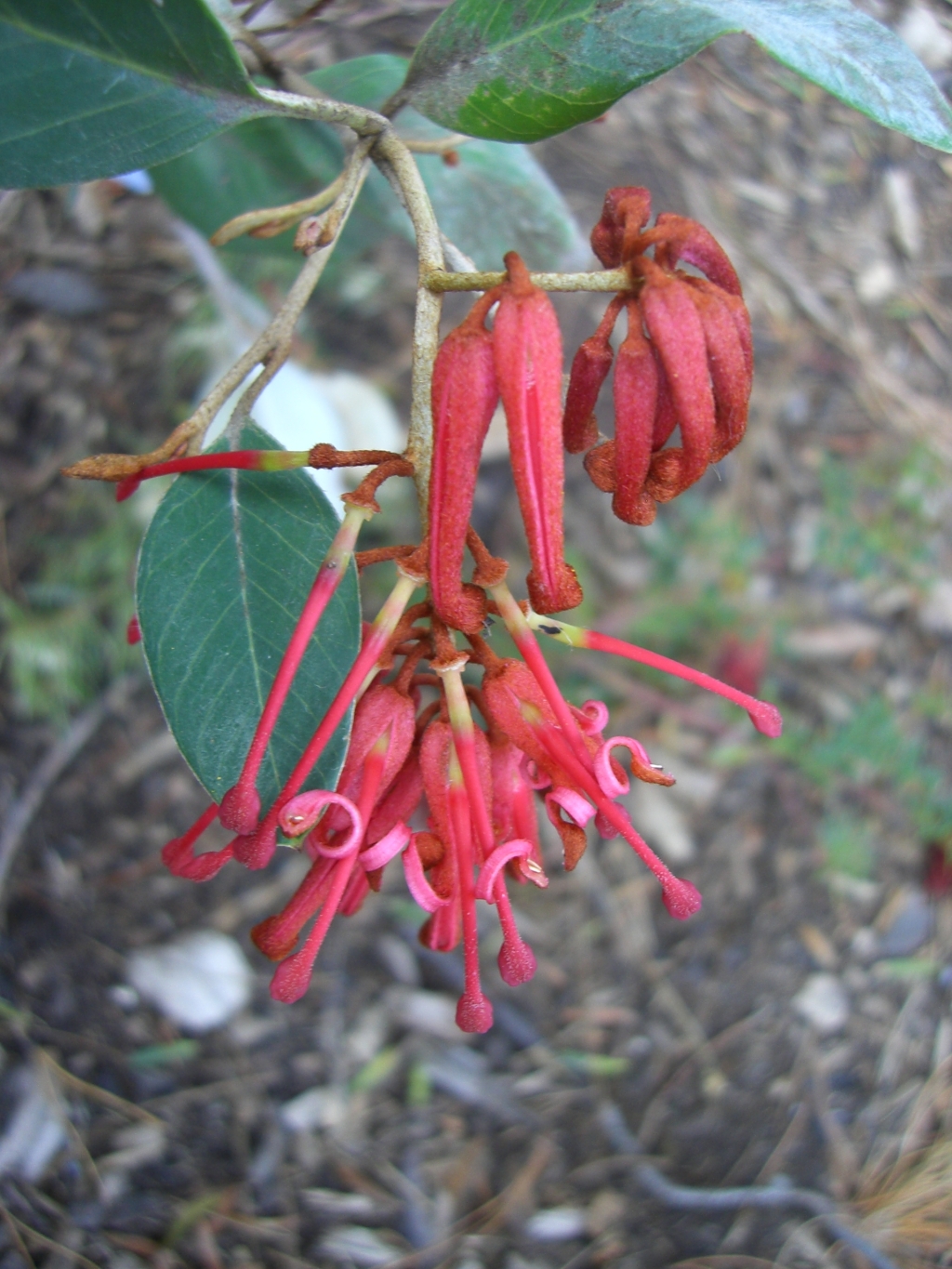 Grevillea oxyantha (hero image)