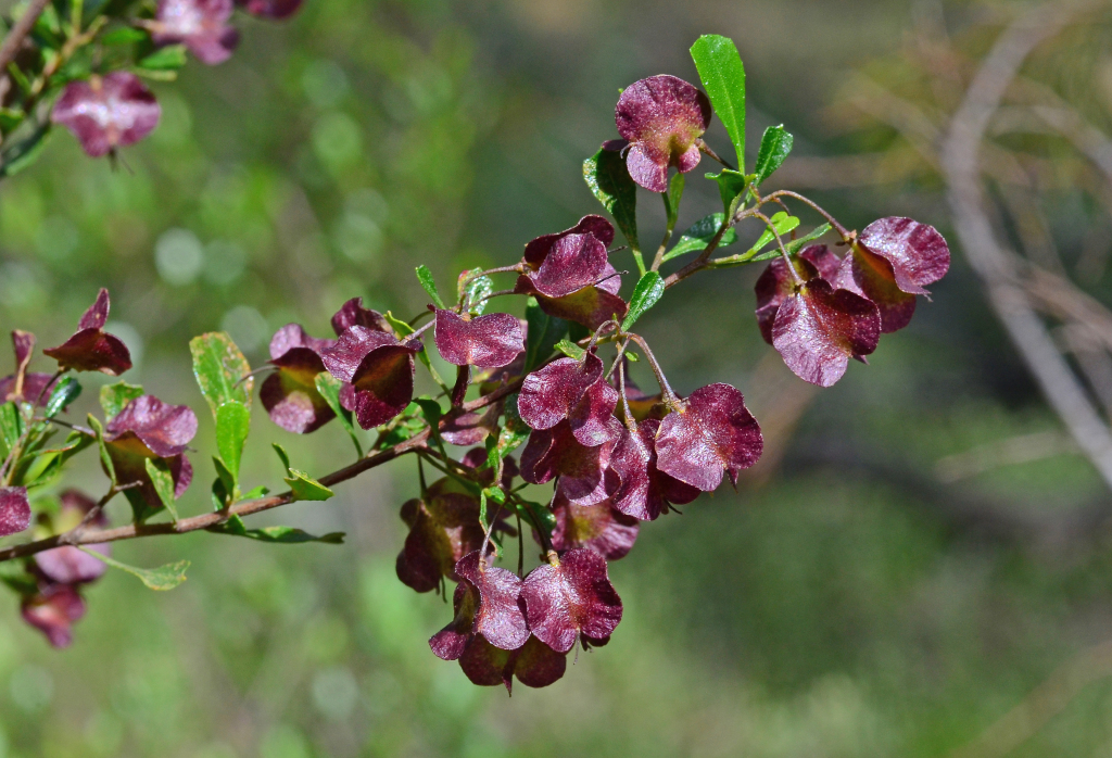 Dodonaea viscosa (hero image)