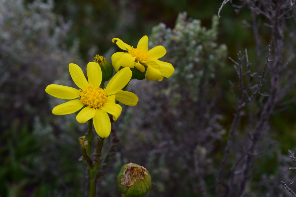 Senecio platylepis (hero image)
