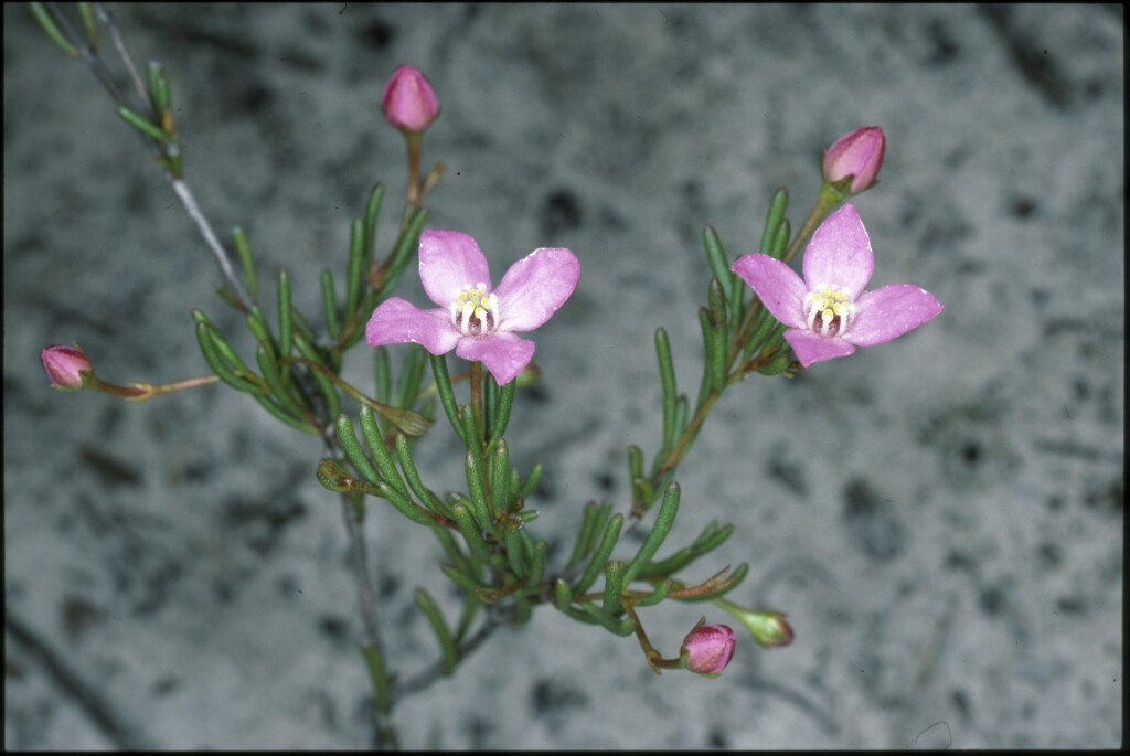 Boronia filifolia (hero image)