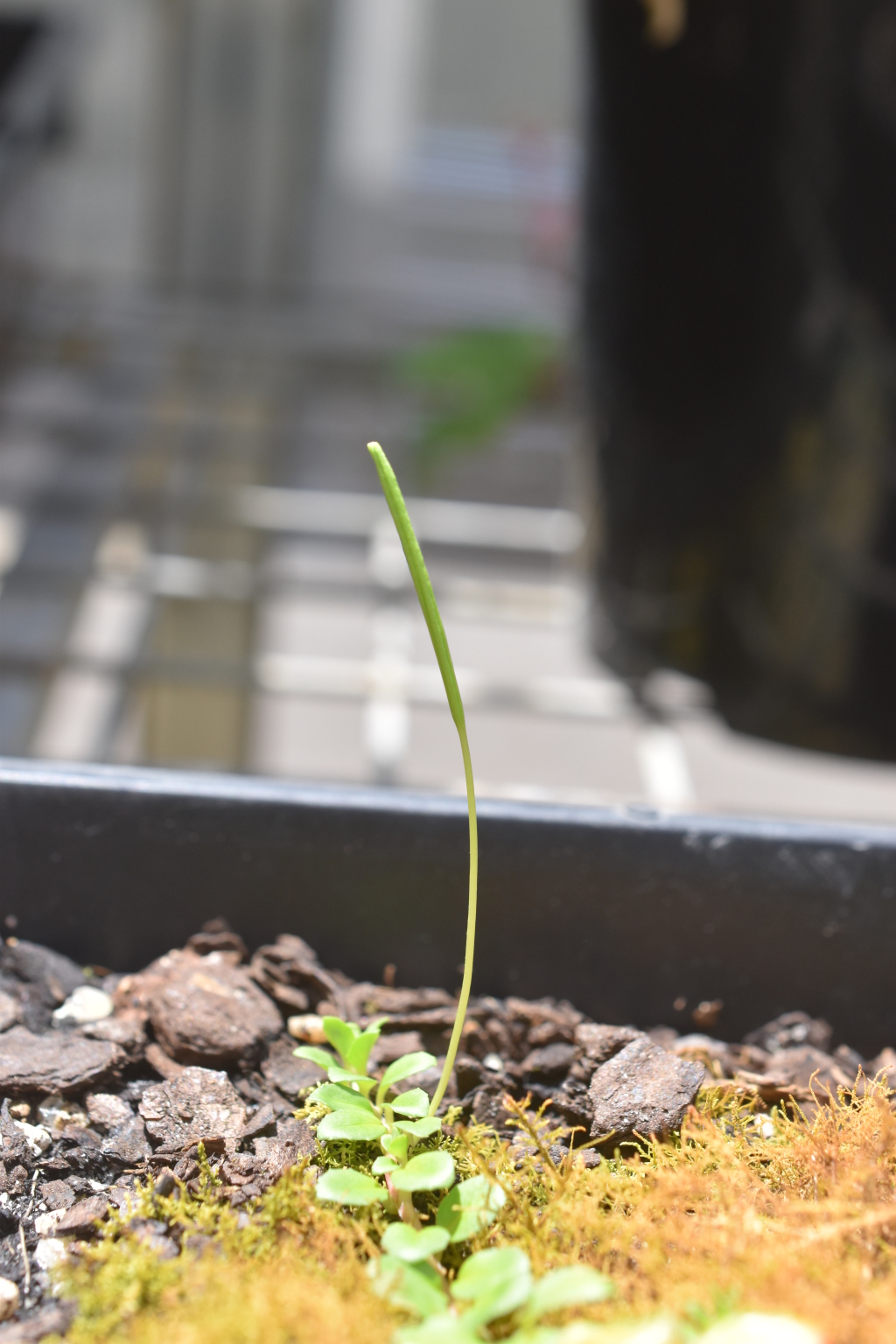 Epilobium brunnescens subsp. beaugleholei (hero image)