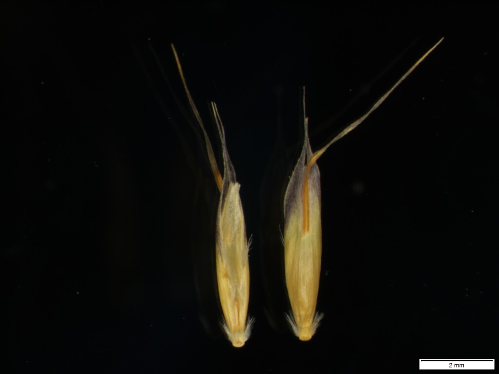 Rytidosperma (hero image)
