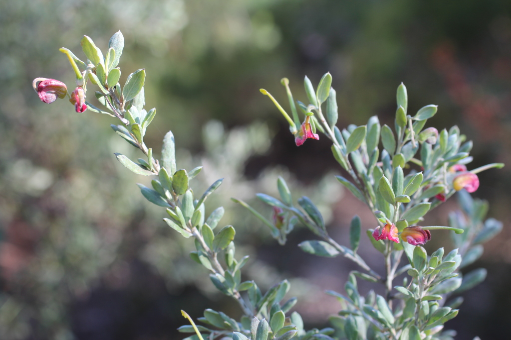 Grevillea arenaria (hero image)