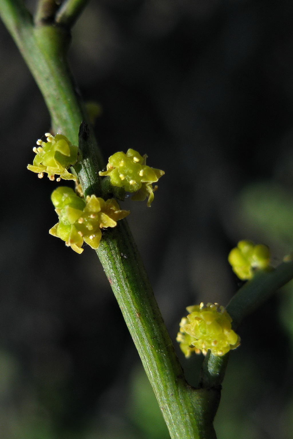 Exocarpos cupressiformis (hero image)