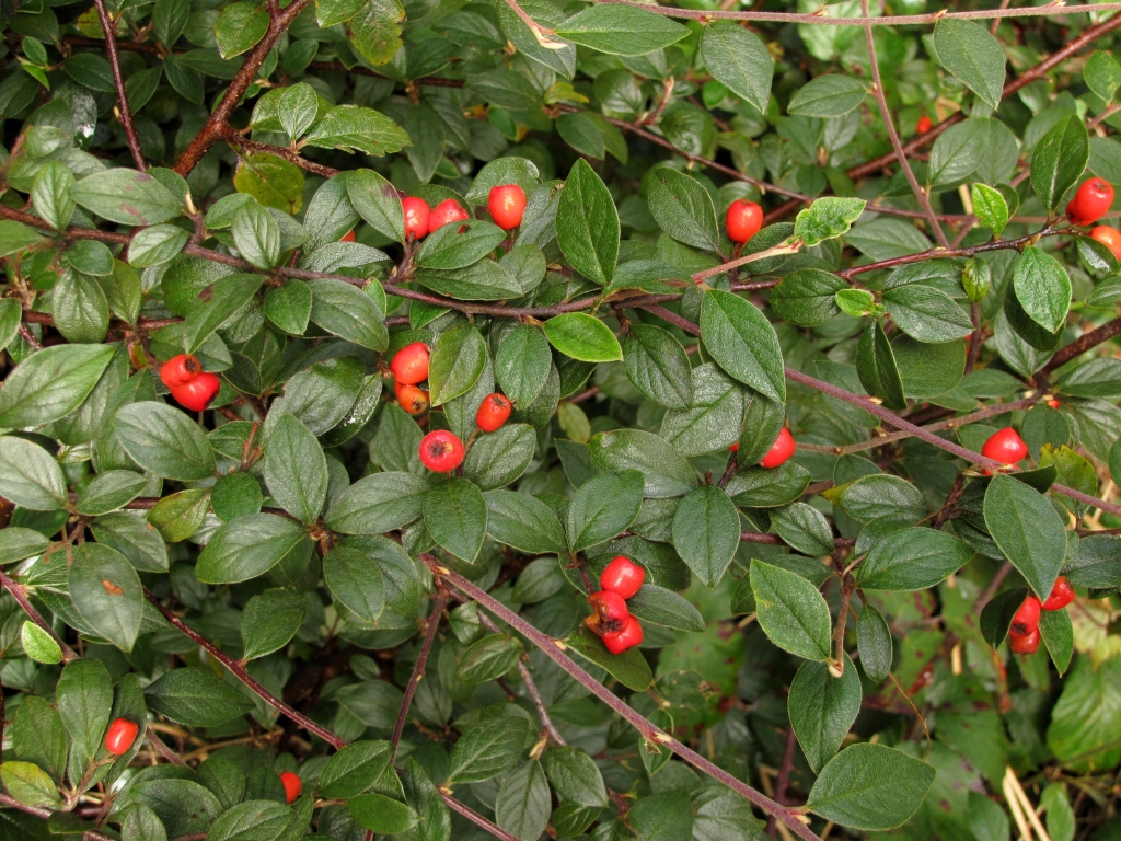 Cotoneaster franchetii (hero image)